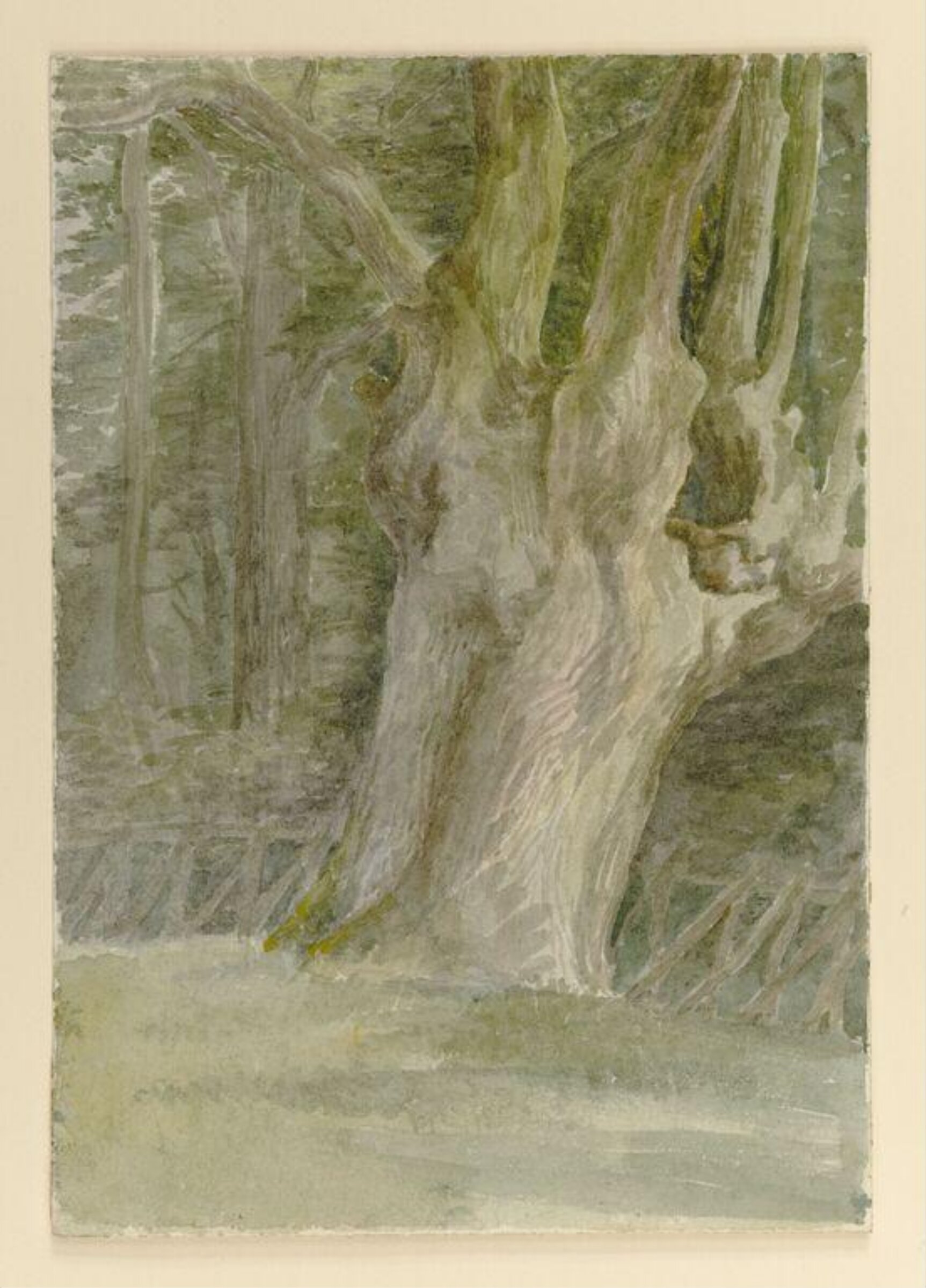 A tree trunk in a field at the edge of a wood, Beatrix Potter, late 19th century - early 20th century