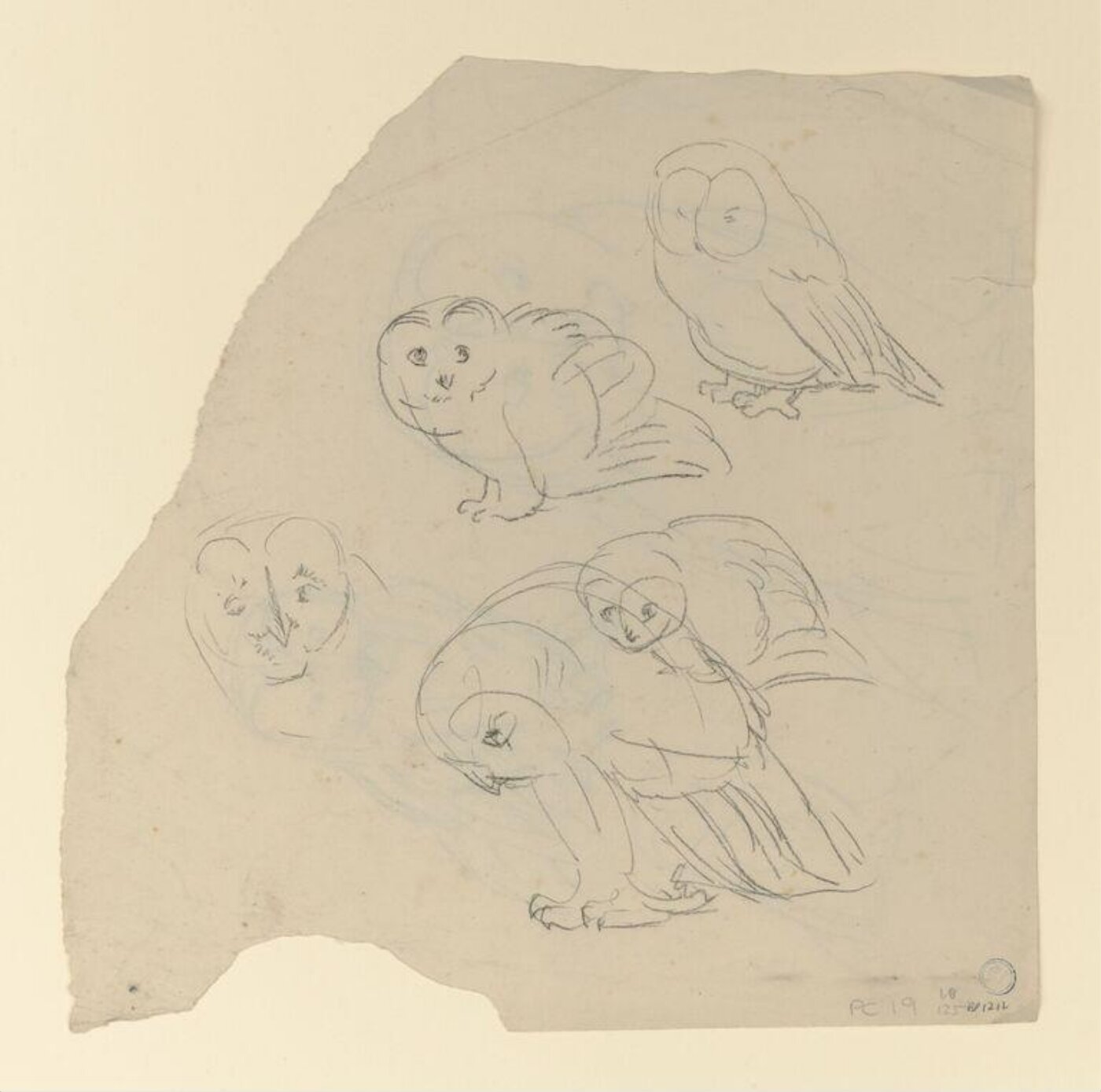 Potter, Beatrix, drawing