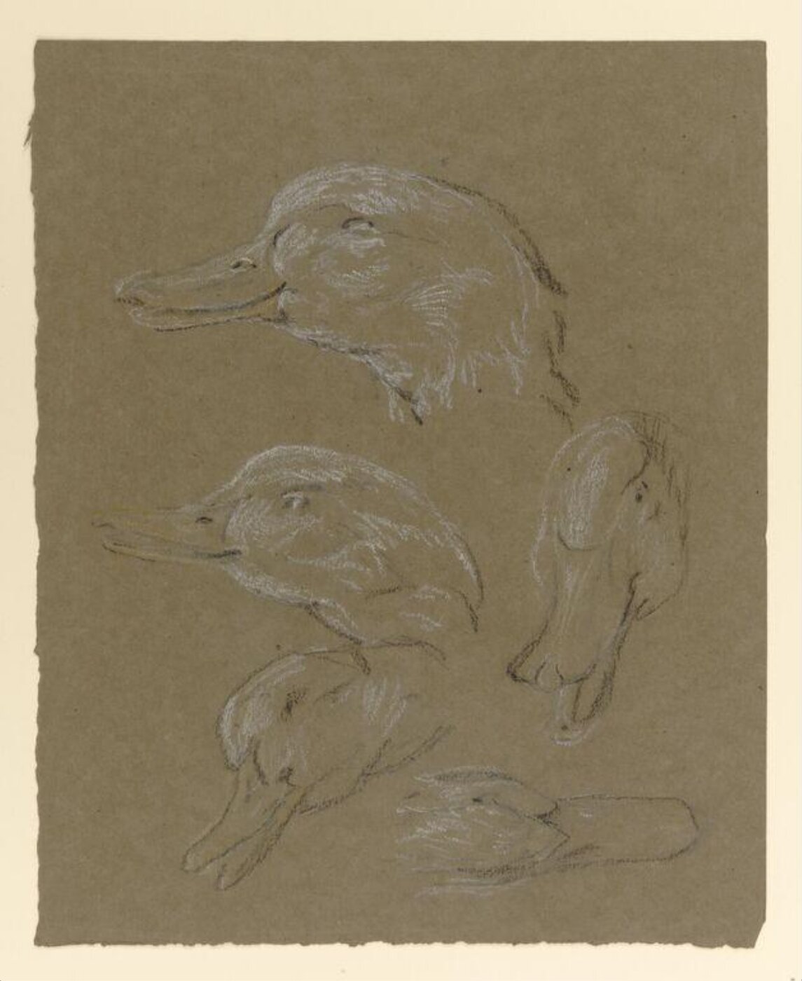 Potter, Beatrix, drawing