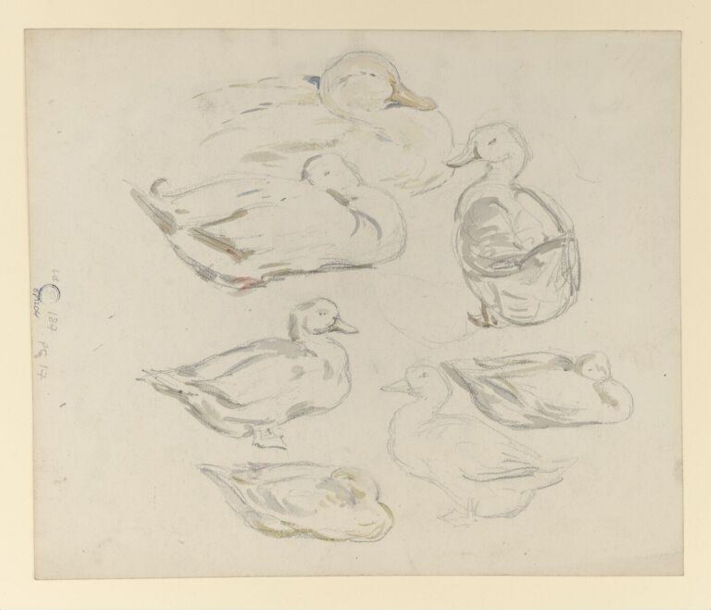 Potter, Beatrix, drawing