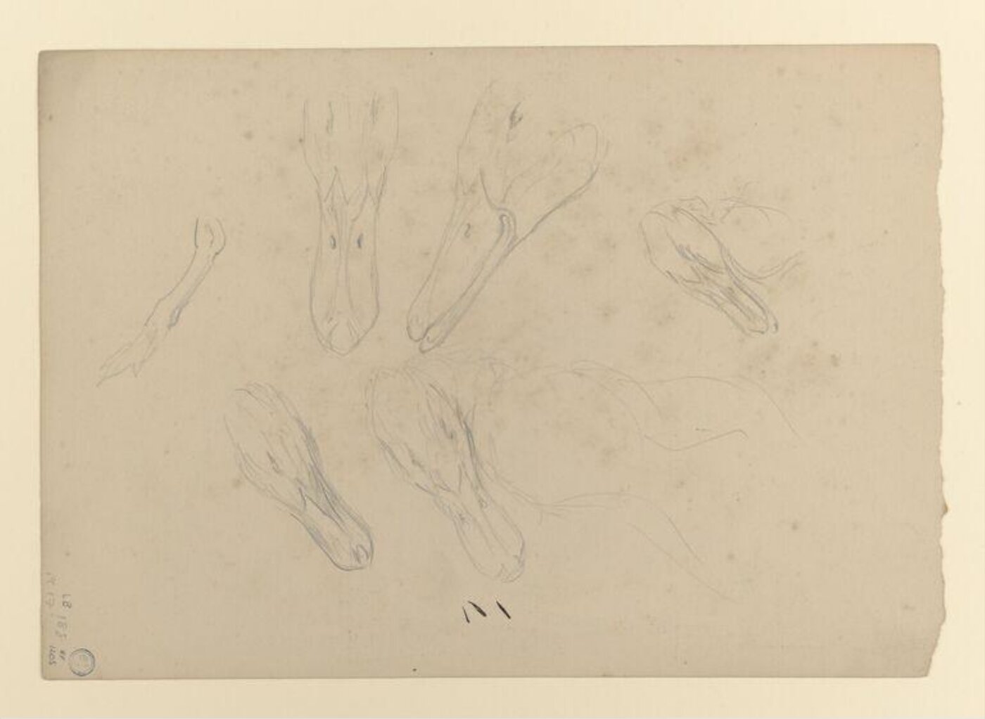 Potter, Beatrix, drawing