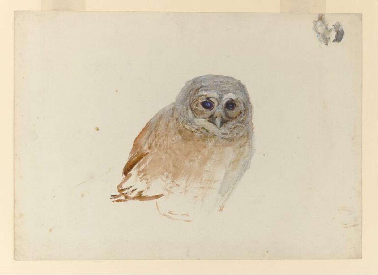 Watercolour, Beatrix Potter, early 20th century