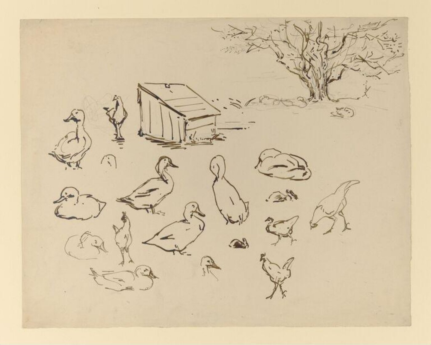 Potter, Beatrix, drawing