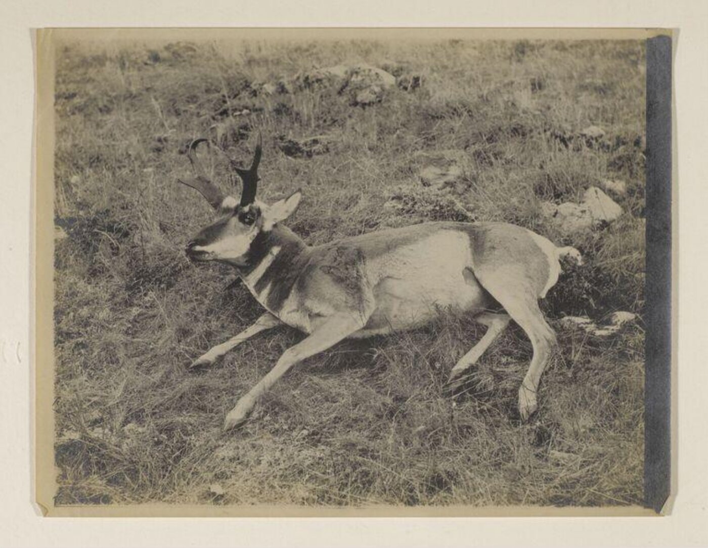 John Everett Millais, Photograph