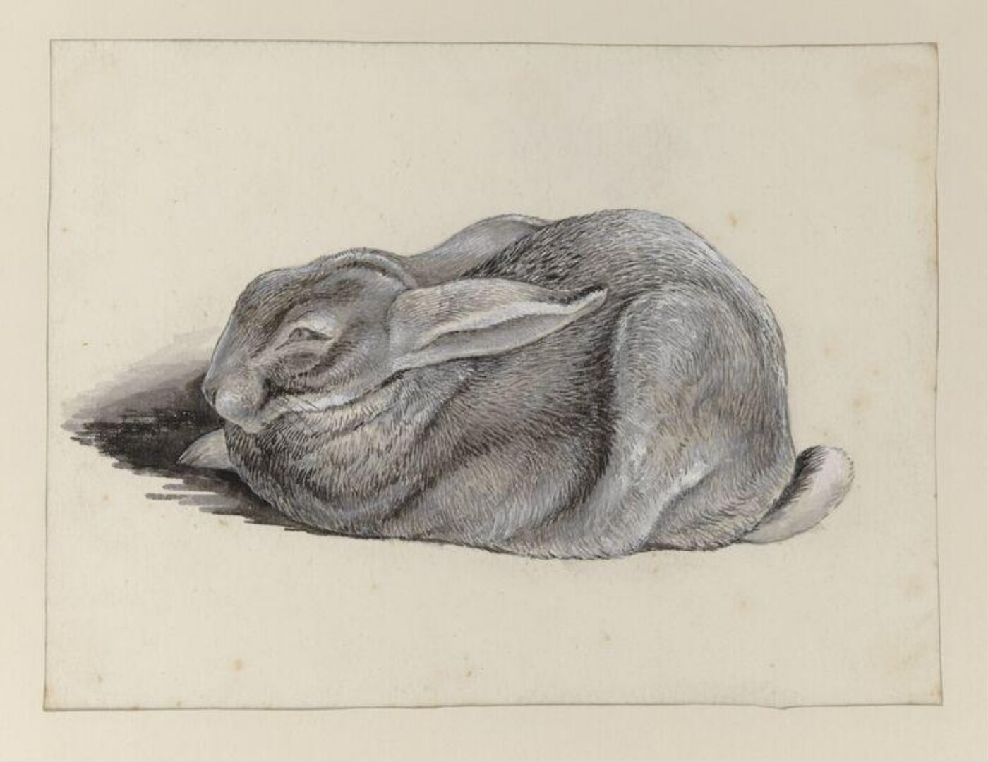 Potter, Beatrix, drawing