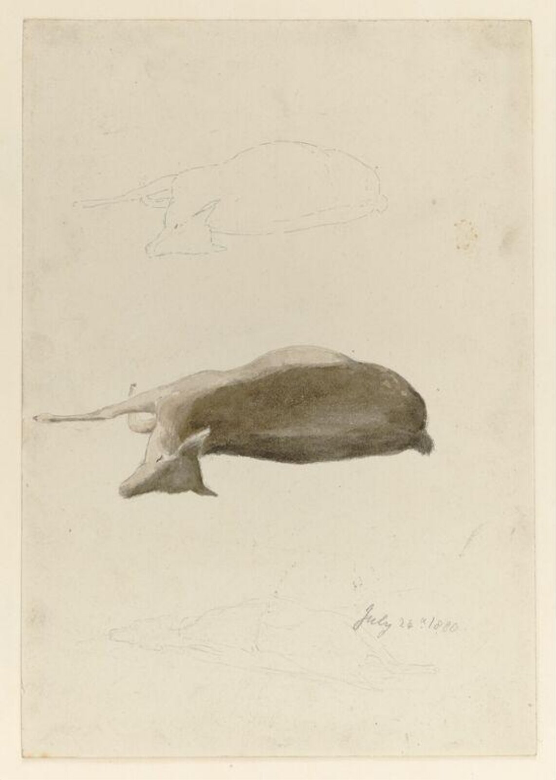 Watercolour, Beatrix Potter, 24/07/1880