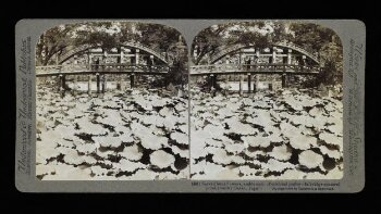 Sacred Lotus Flowers in a Temple Pond at Osaka