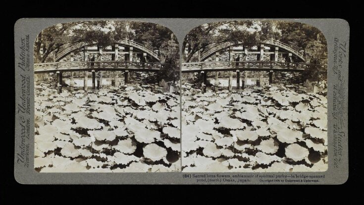 Sacred Lotus Flowers in a Temple Pond at Osaka top image