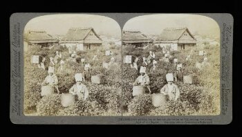 Girls picking Tea at Uji