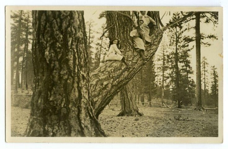 People Up Trees V A Explore The Collections people-up-trees-v-a-explore-the-collections