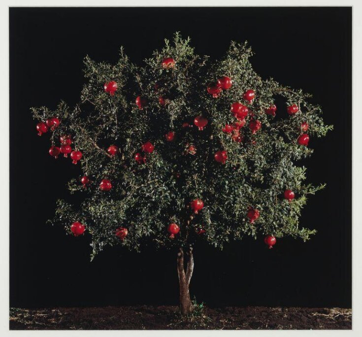 Rimon (Pomegranate) top image