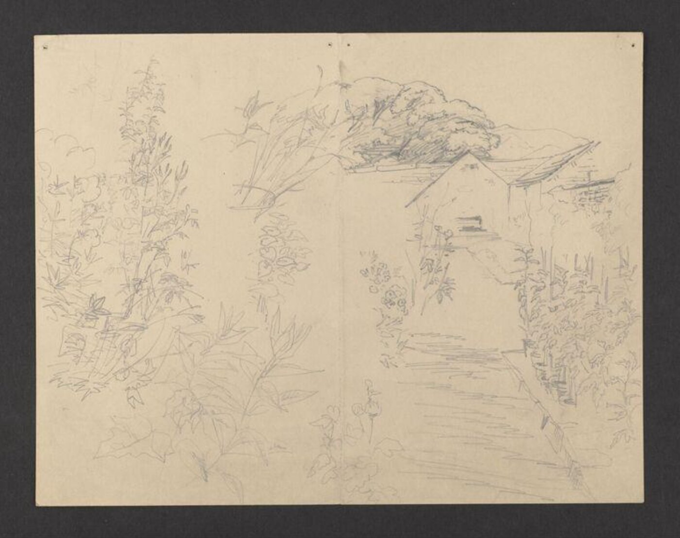 Potter, Beatrix, drawing
