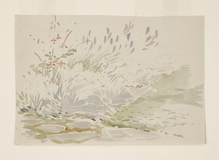Sketch of a flower bed in the garden at Gwaynynog top image