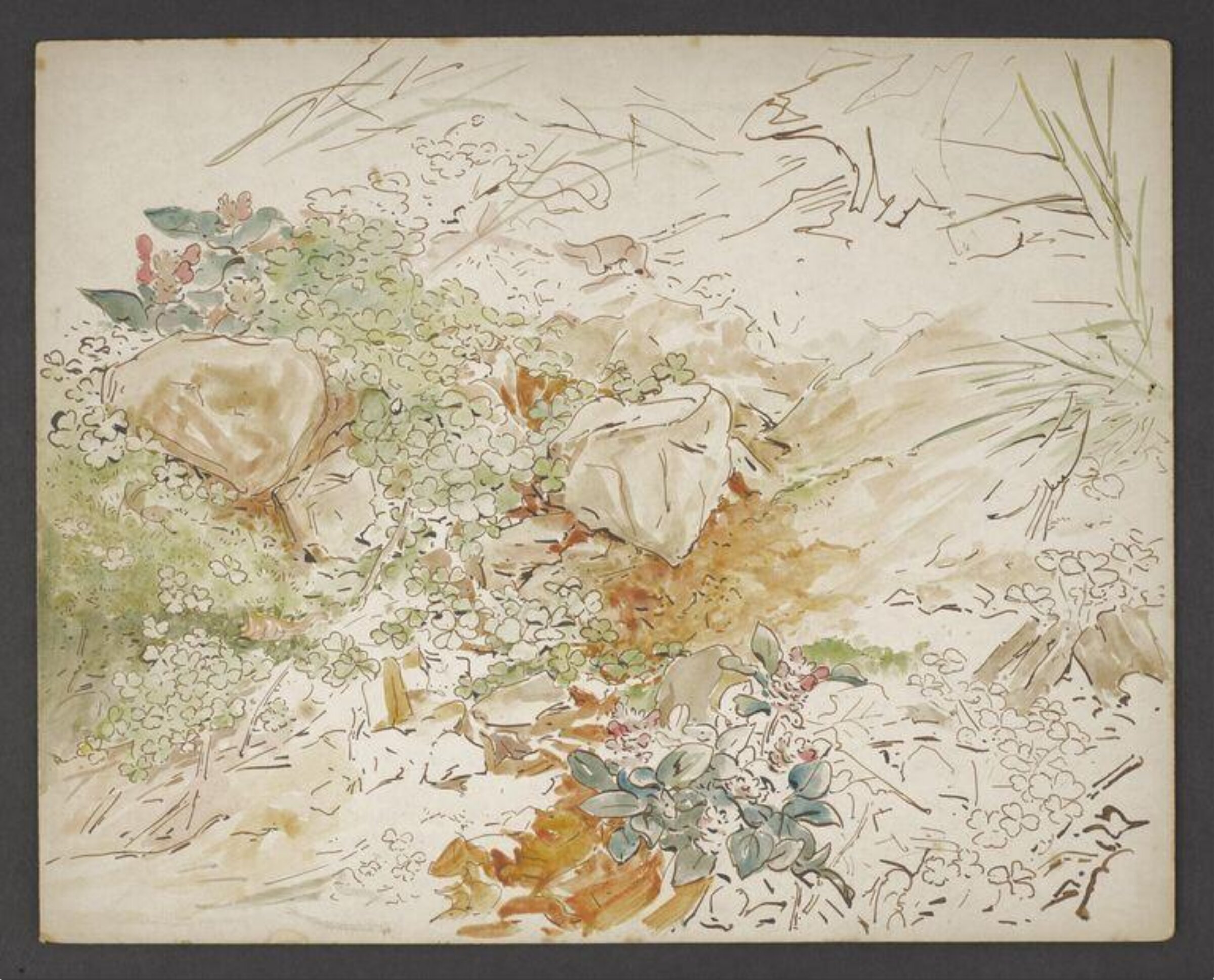 Study of a patch of ground with plants and rocks, Beatrix Potter, late 19th century - early 20th century