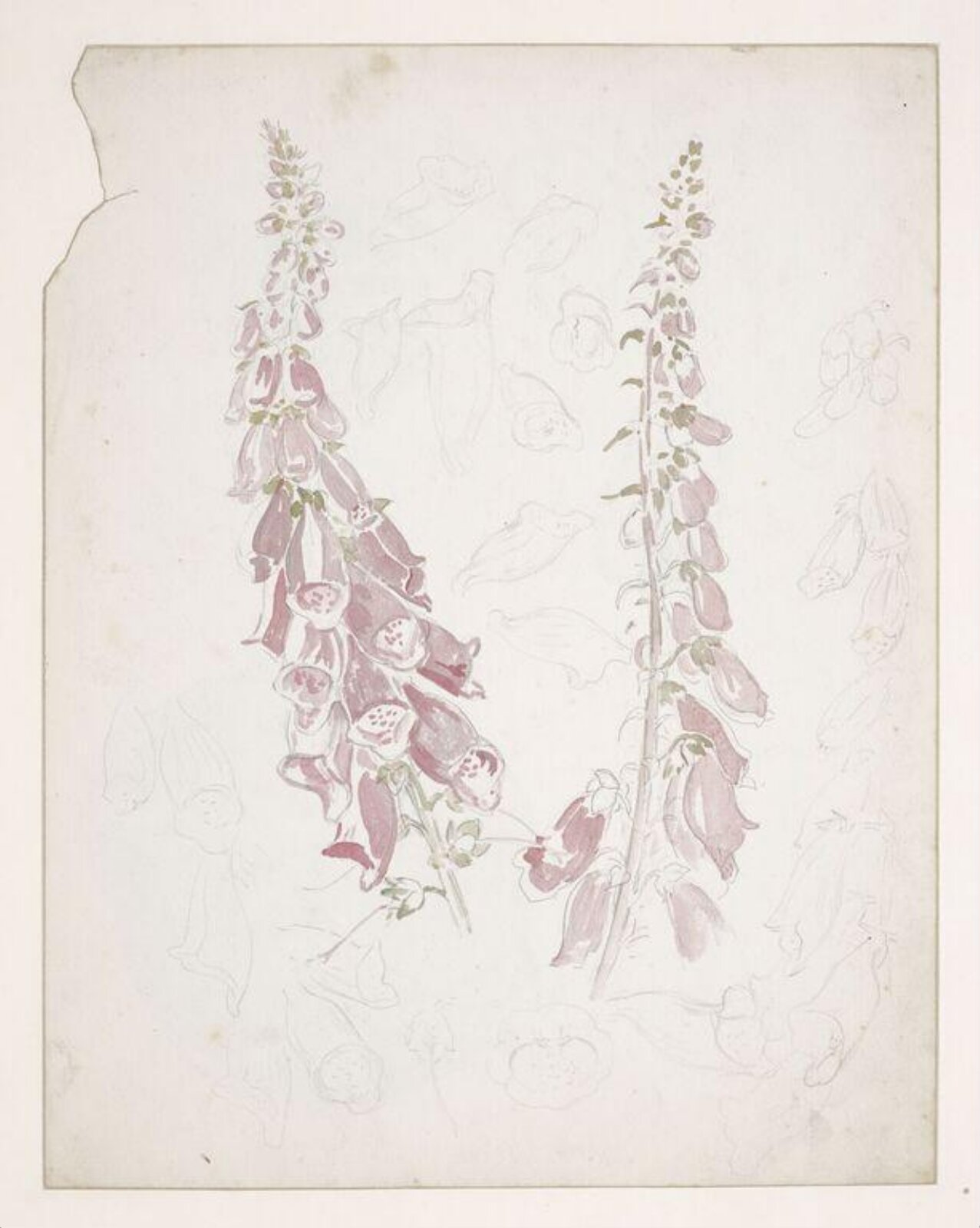 Watercolour, Beatrix Potter, late 19th century - early 20th century
