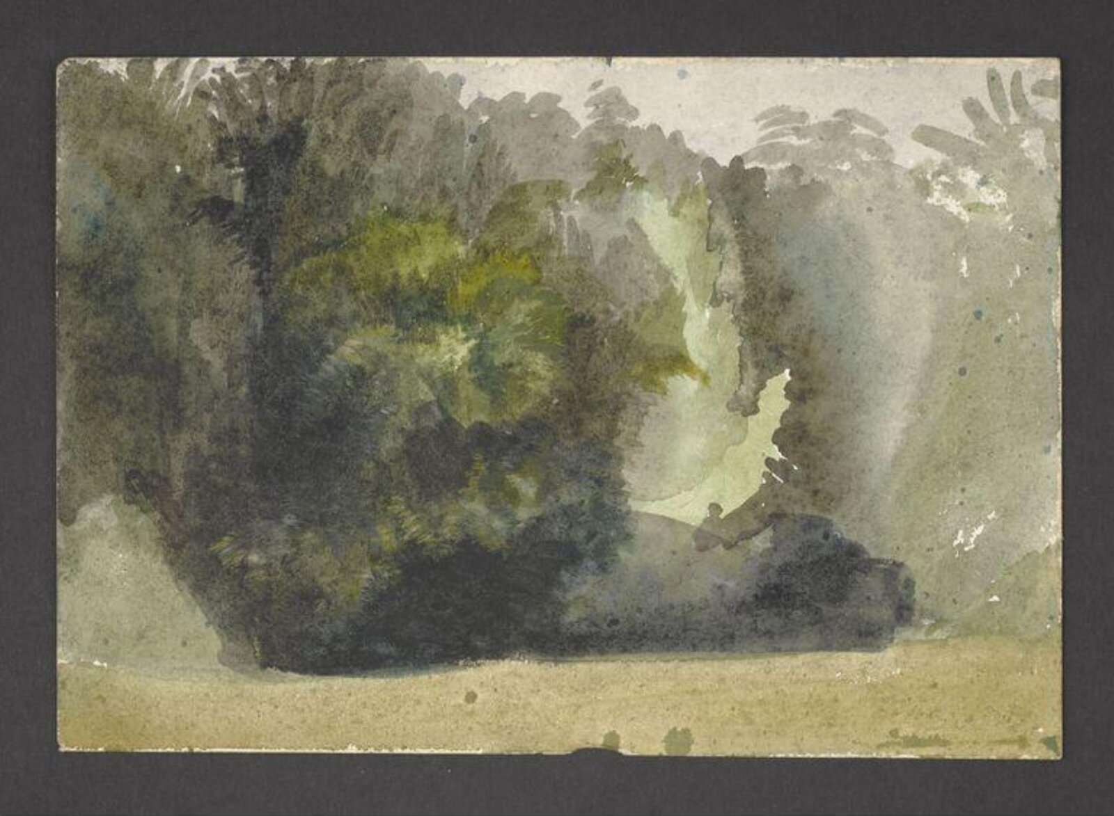Study of a forest glade, Beatrix Potter, ca.1890-1913