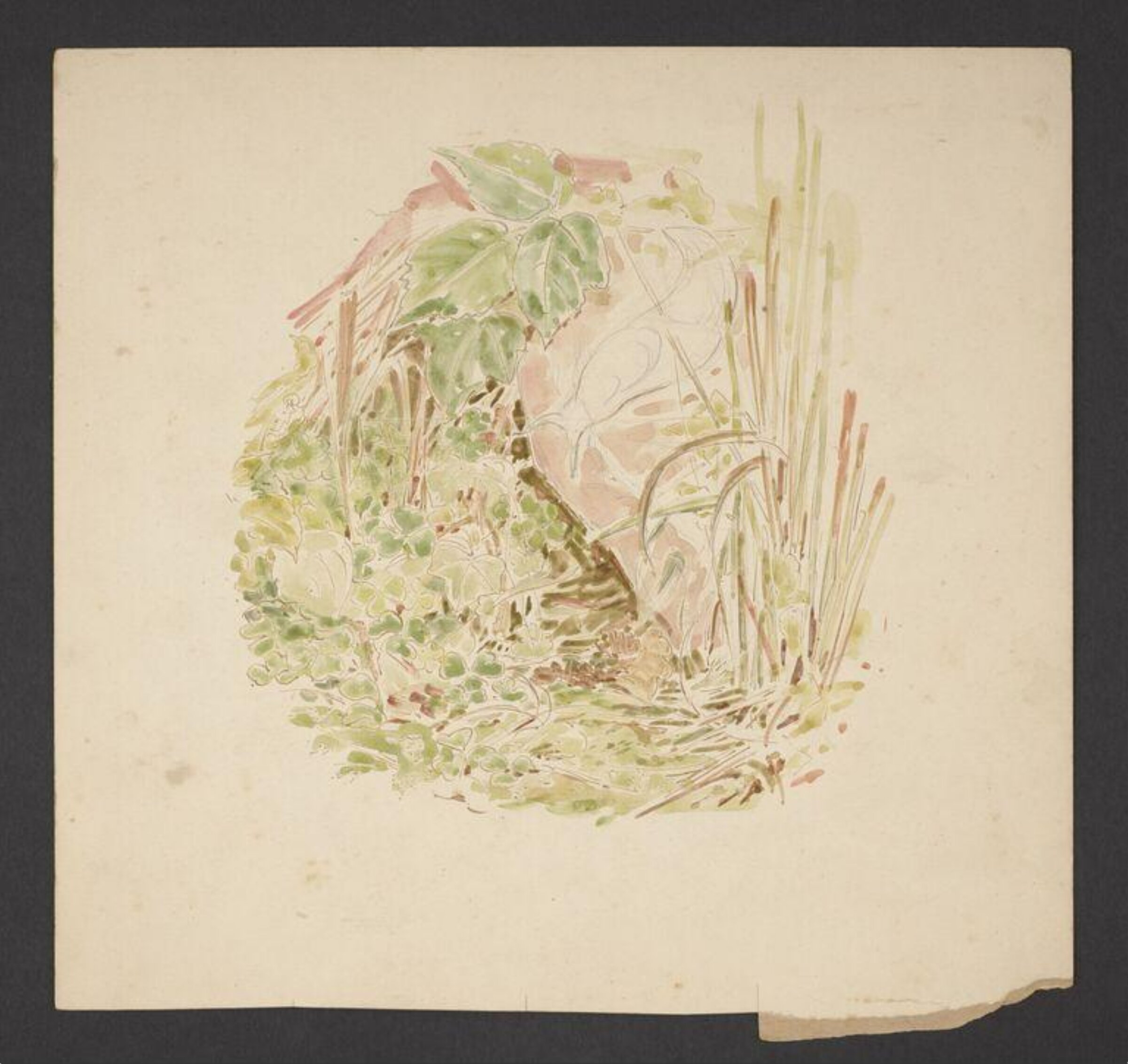 Study of undergrowth with grasses, clover and a snail, Beatrix Potter, ca.1890-1913