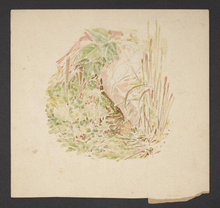 Study of undergrowth with grasses, clover and a snail  top image
