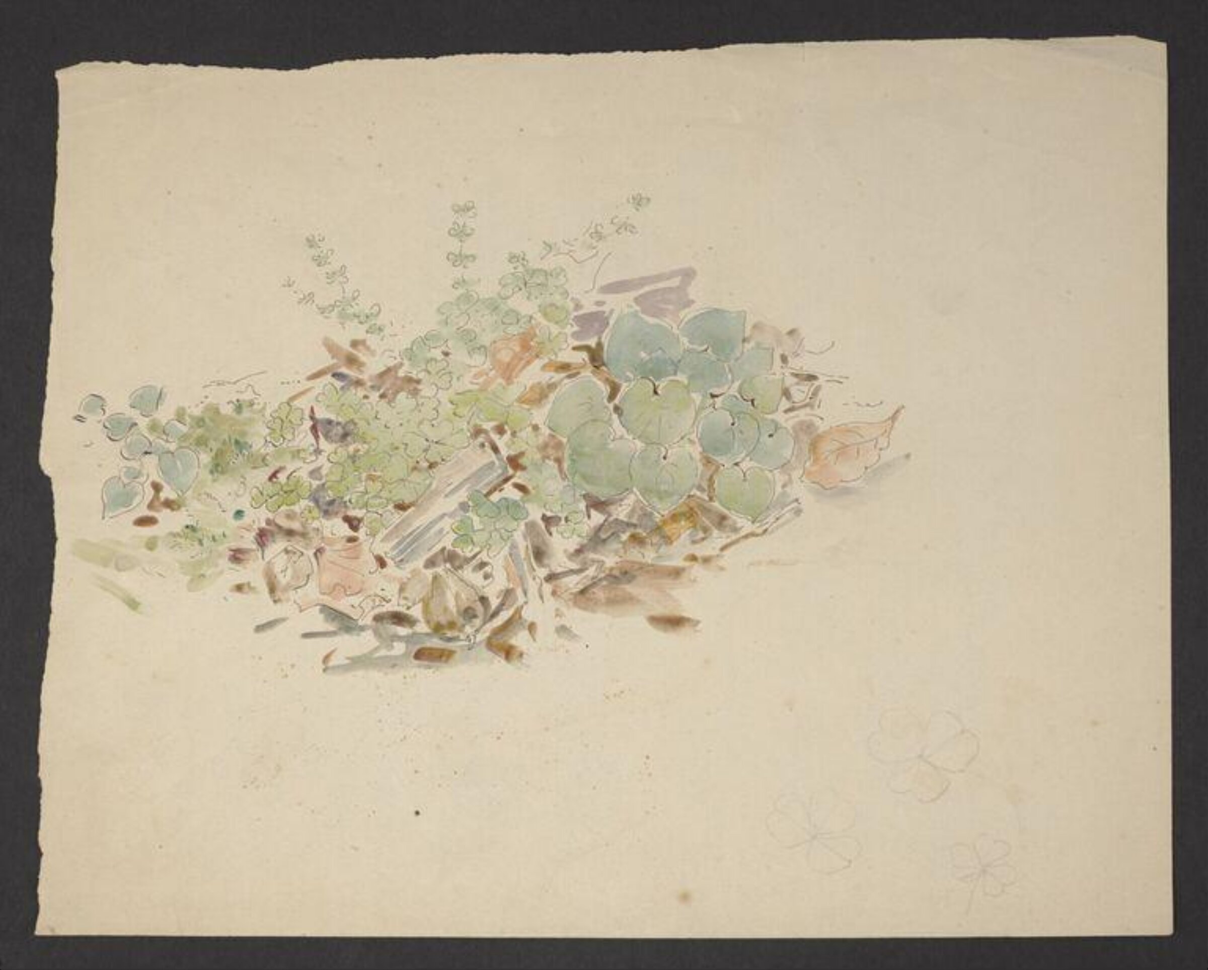 Study of a patch of ground with plants including clover, Beatrix Potter, ca. 1895 - 1913
