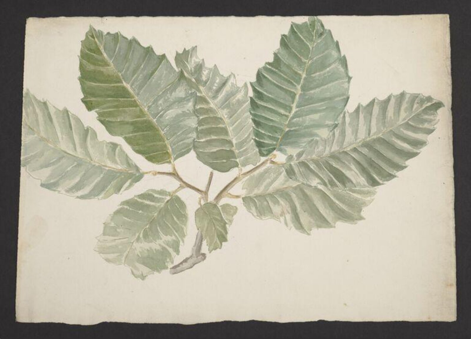 Watercolour, Beatrix Potter, ca.1882