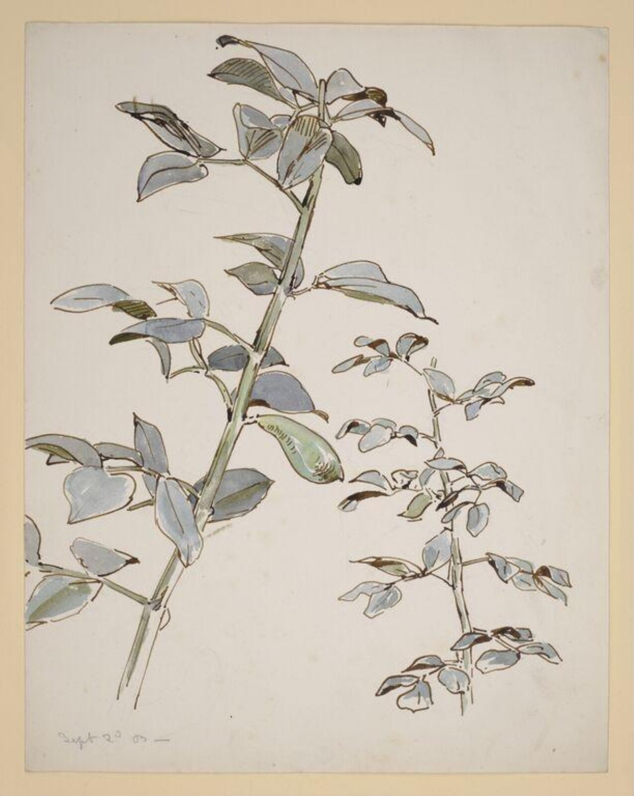 Watercolour, Beatrix Potter, 2/9/1903