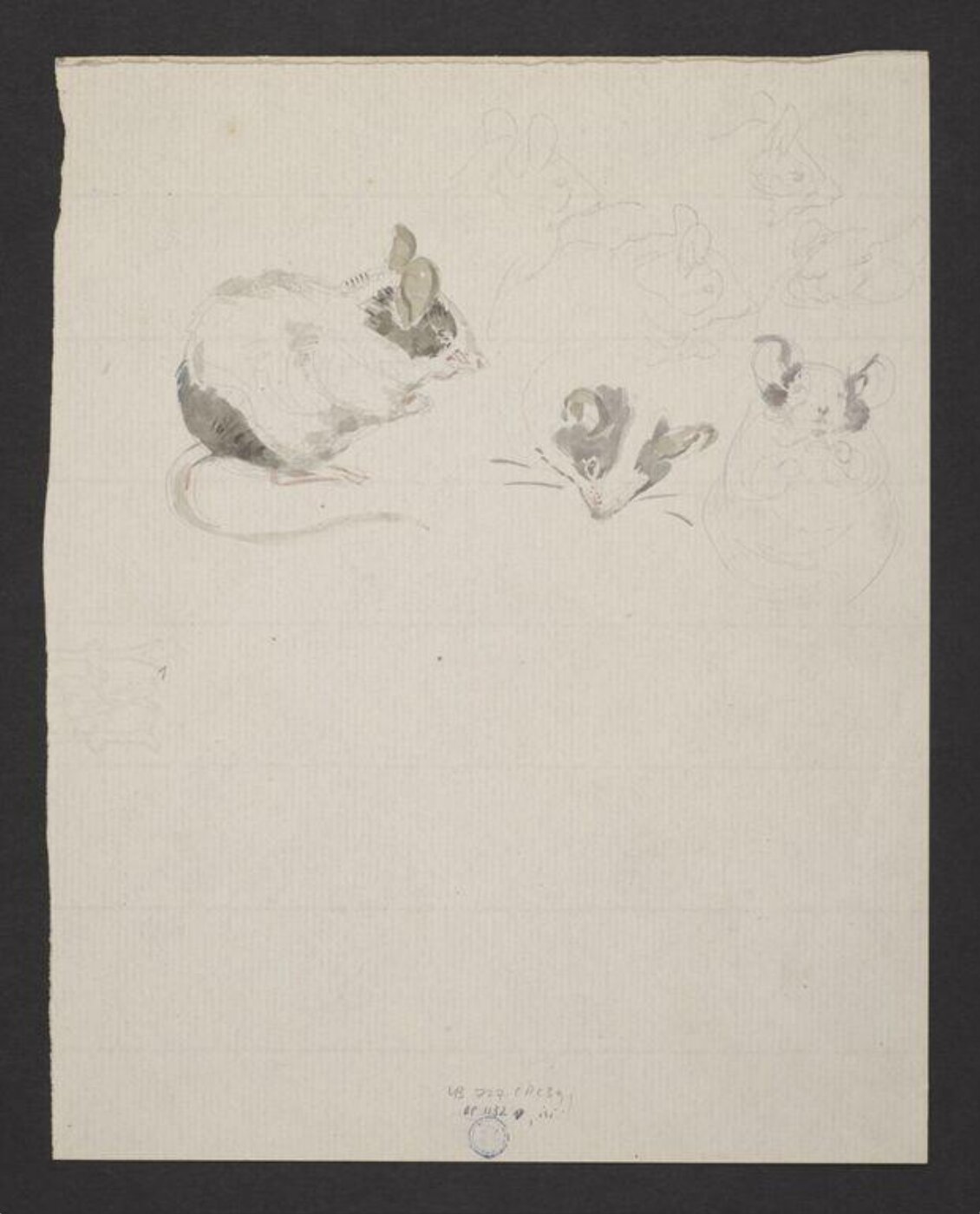 Potter, Beatrix, drawing