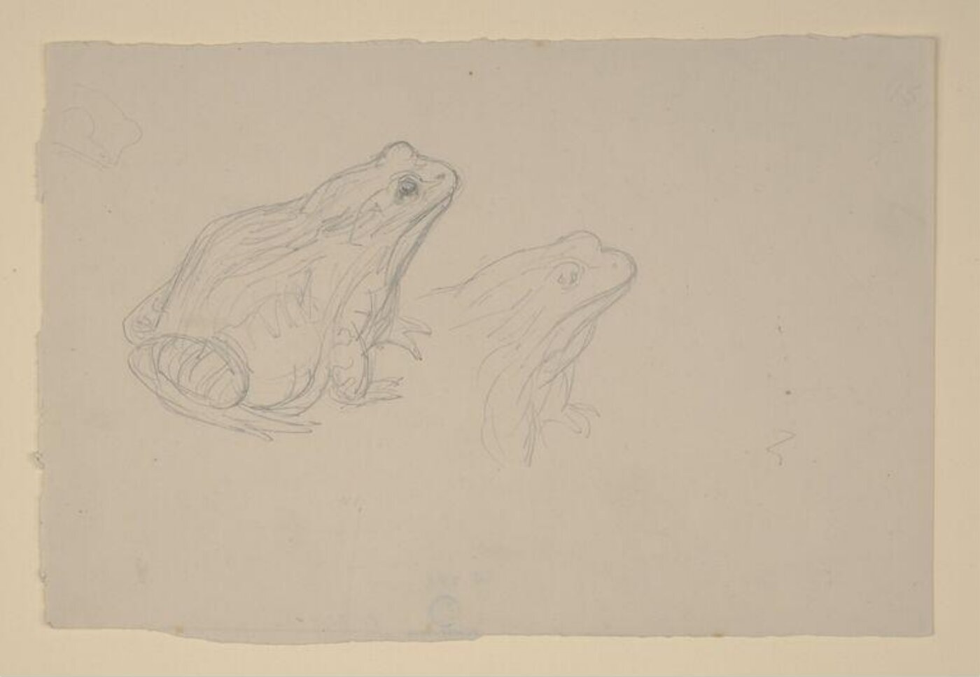 Potter, Beatrix, drawing