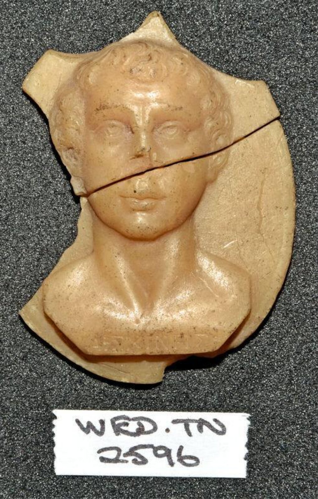 Wax model