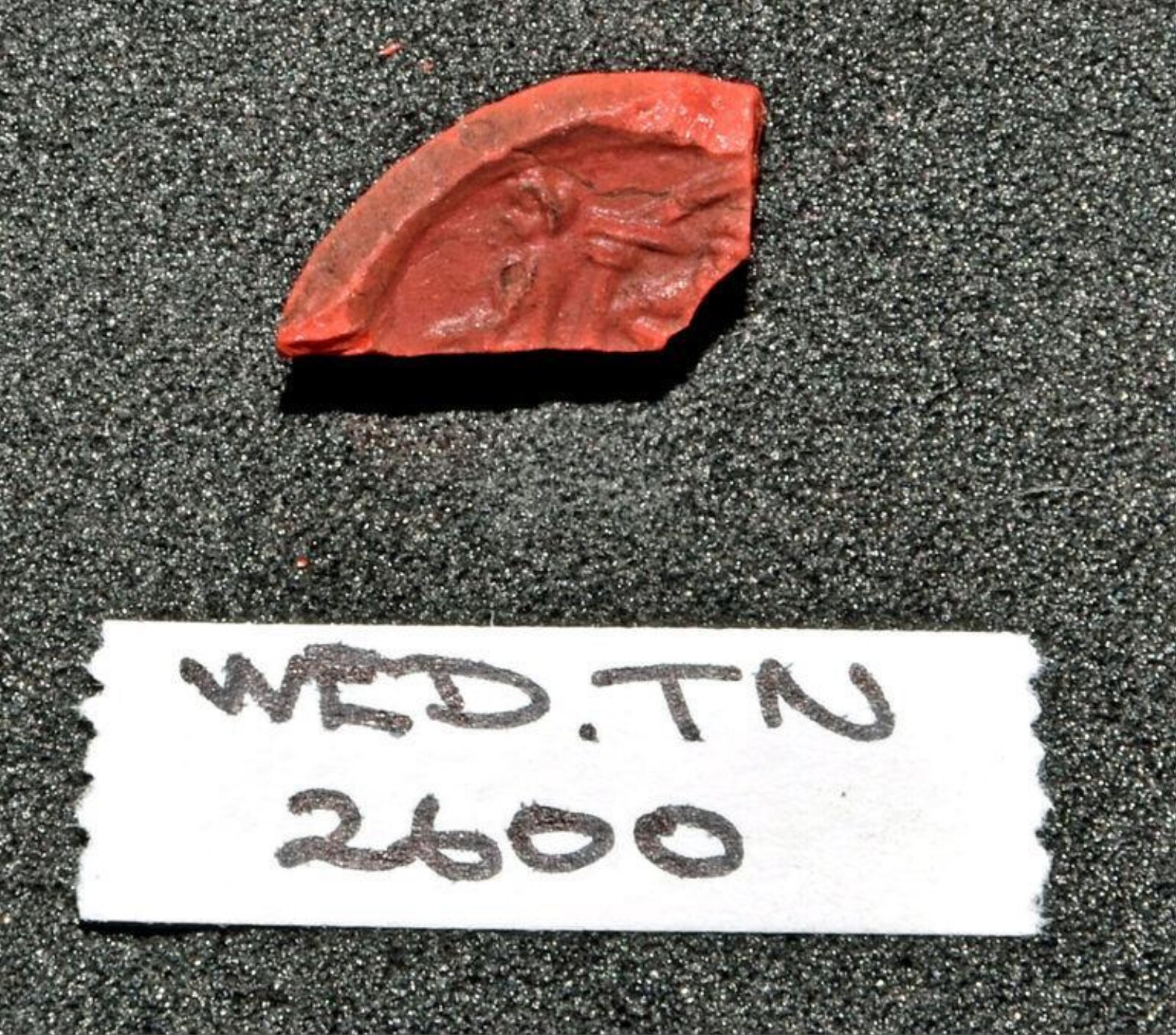 Wax model
