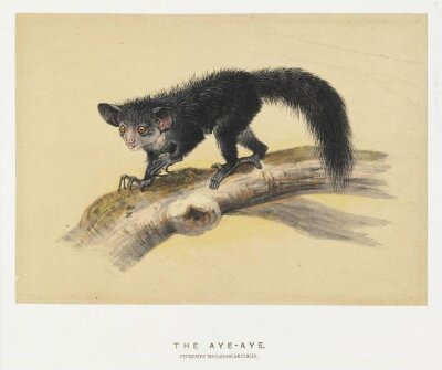 Zoological sketches by Joseph Wolf