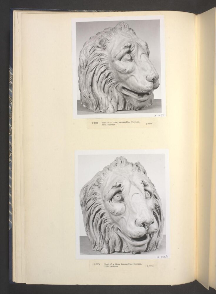 Head of a Lion top image