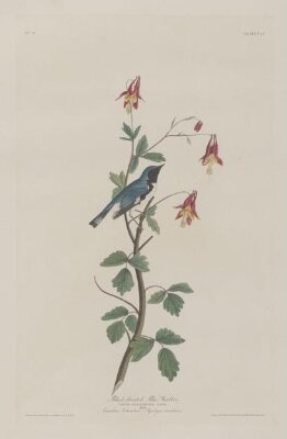 The birds of America