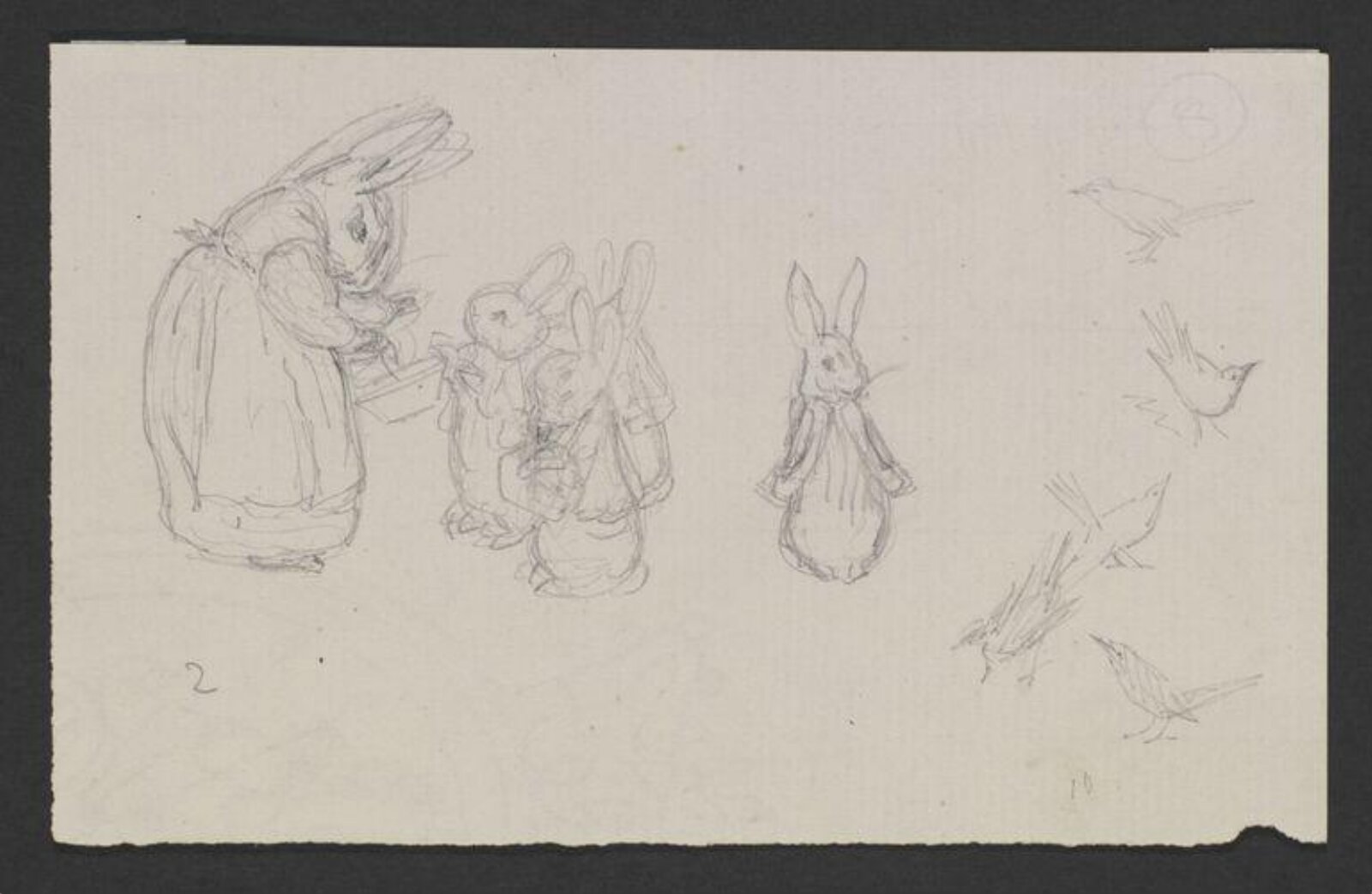 drawing, Beatrix Potter, 1900-1