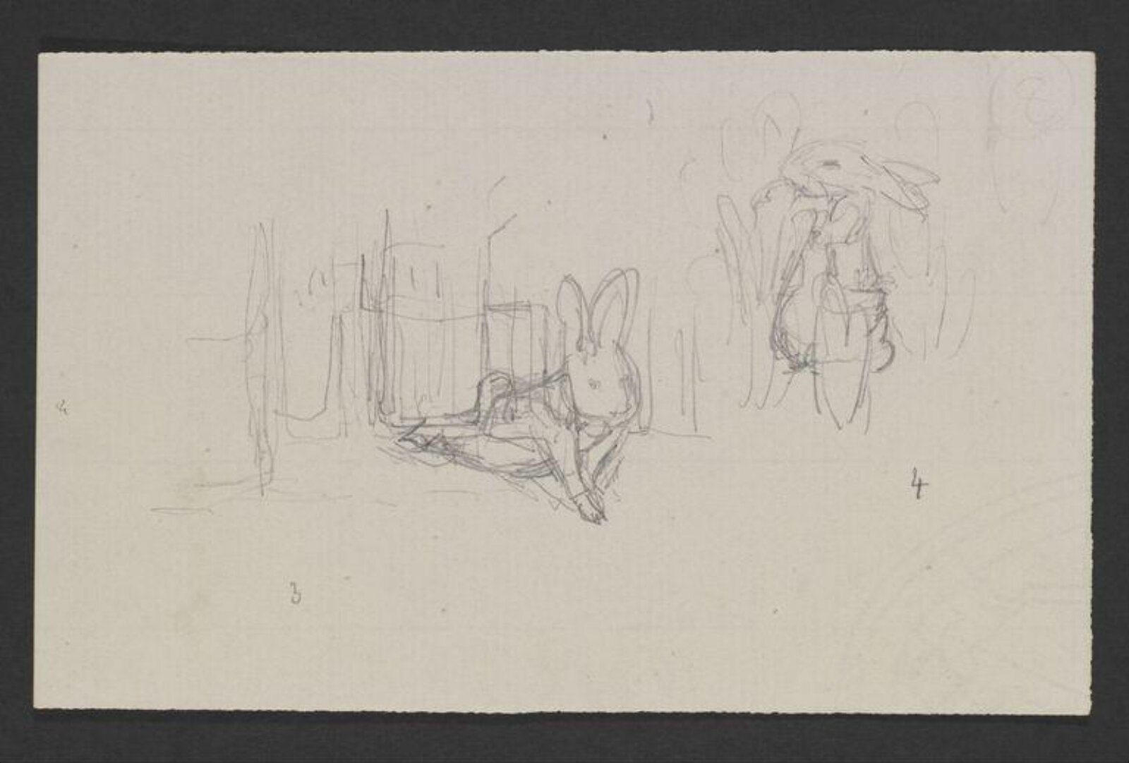 drawing, Beatrix Potter, 1900-1