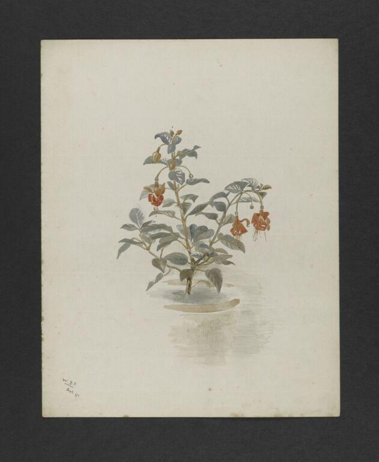 Watercolour, Bertram Potter, September 1891