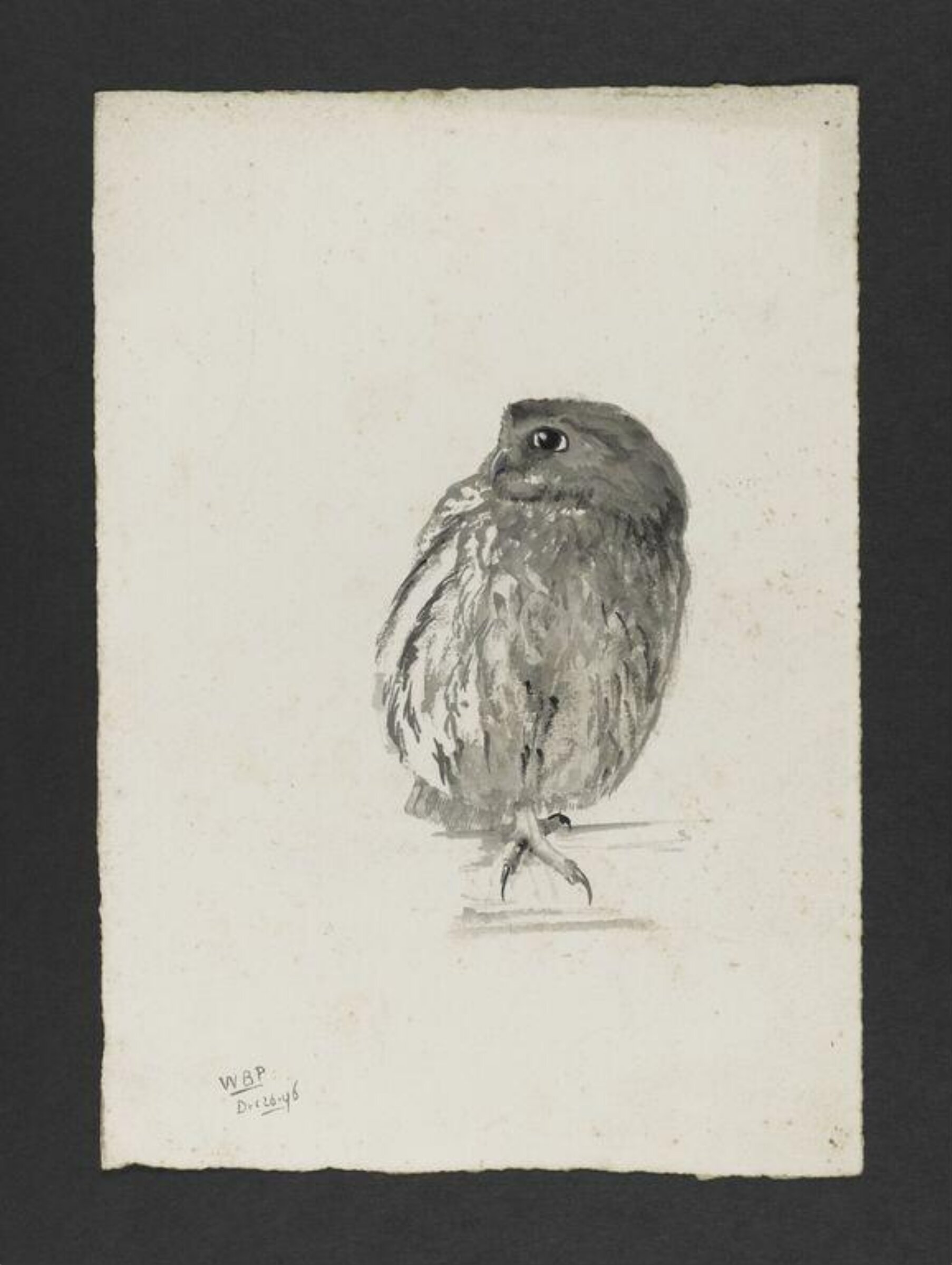 Portrait of a tame owl, Bertram Potter, 26 December 1896