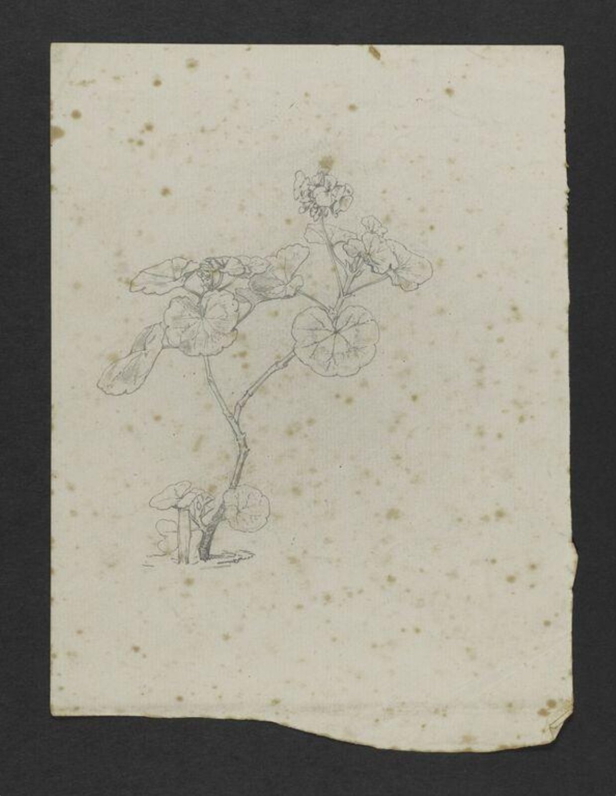 Drawing, Beatrix Potter, August-October 1884