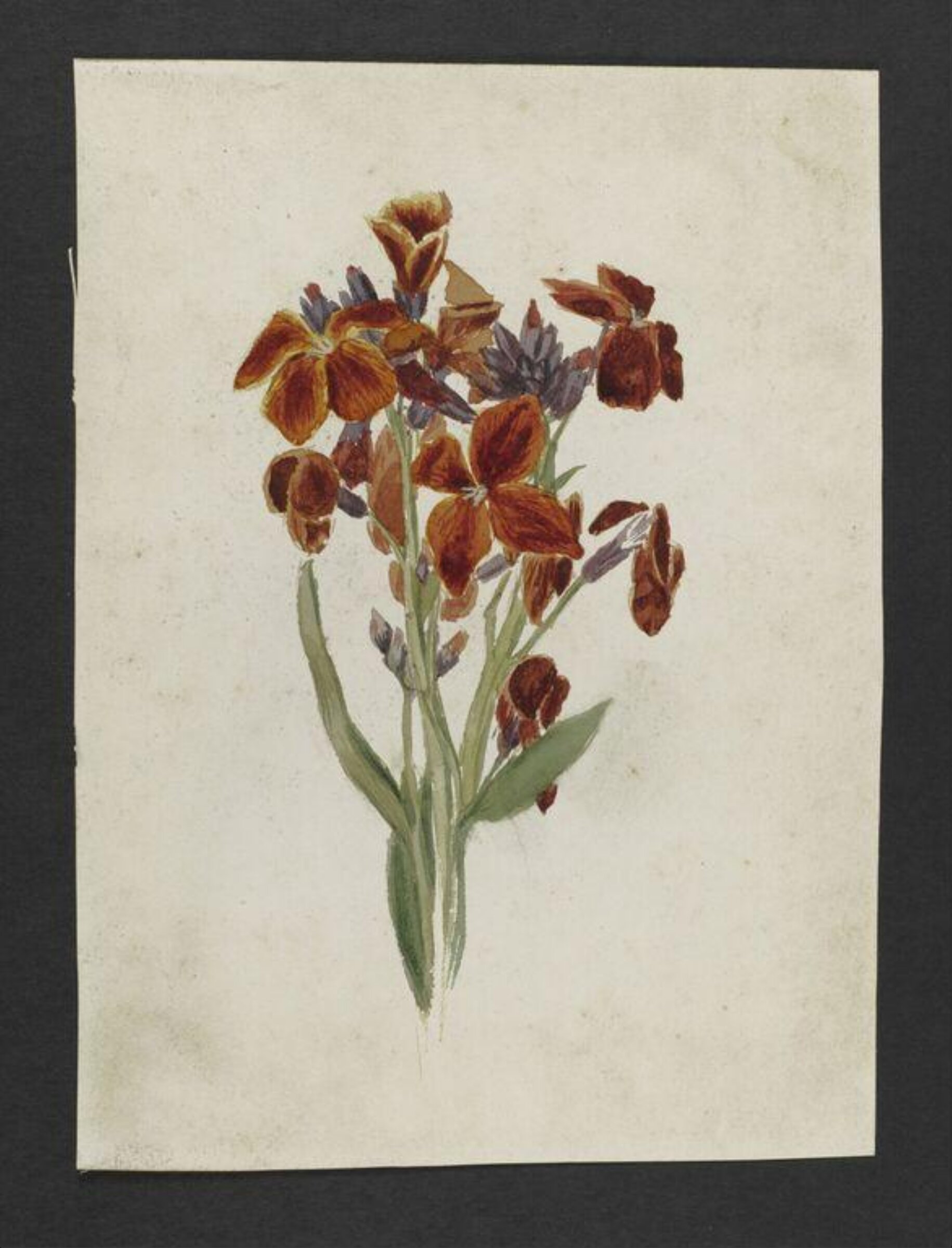 Watercolour, Beatrix Potter, 21 May 1881