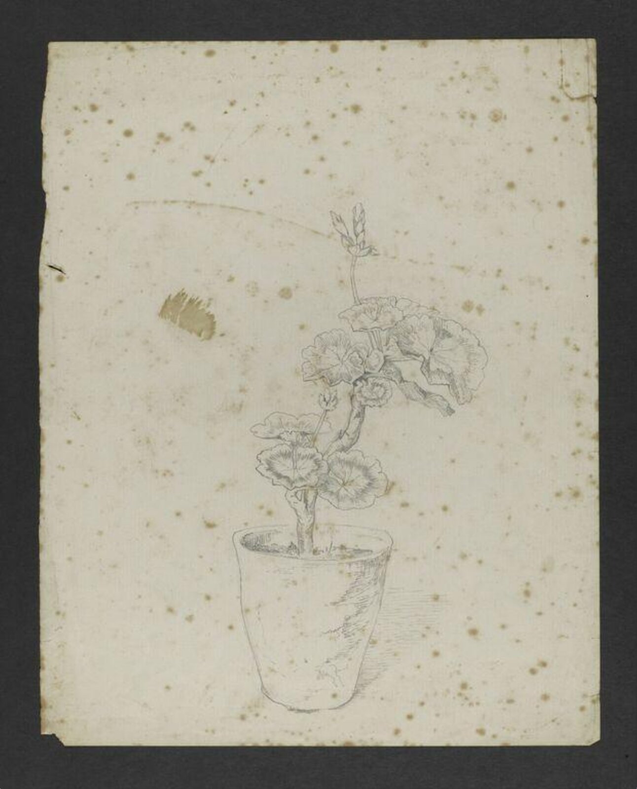 Drawing, Beatrix Potter, August-October 1884