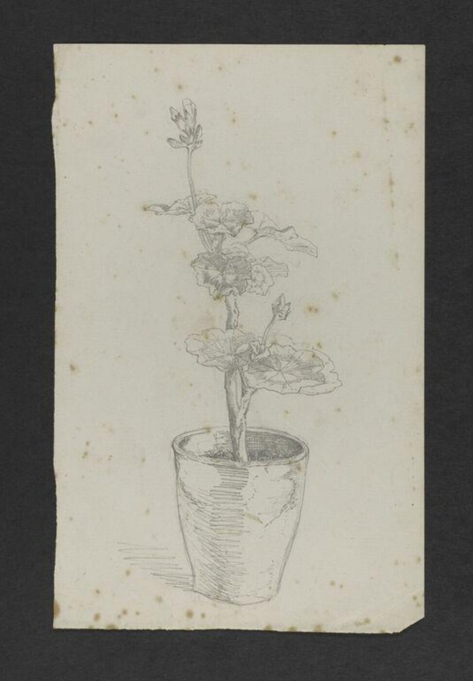 Potter, Beatrix, Drawing