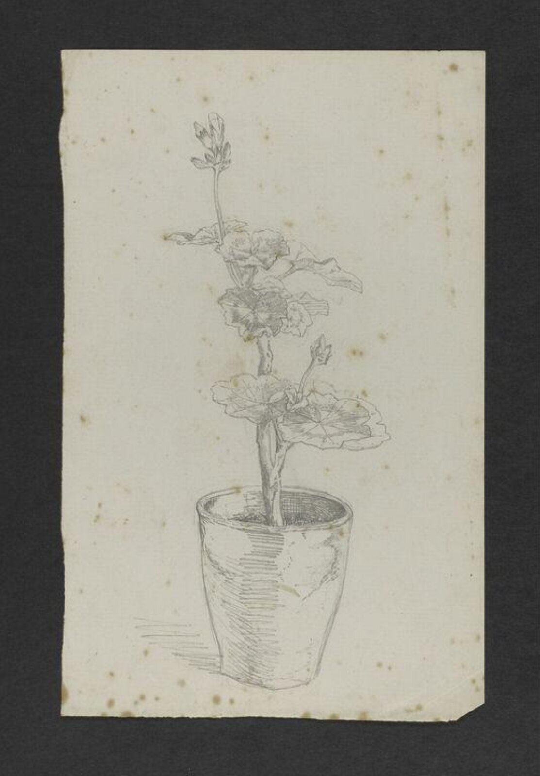 Drawing, Beatrix Potter, August-October 1884