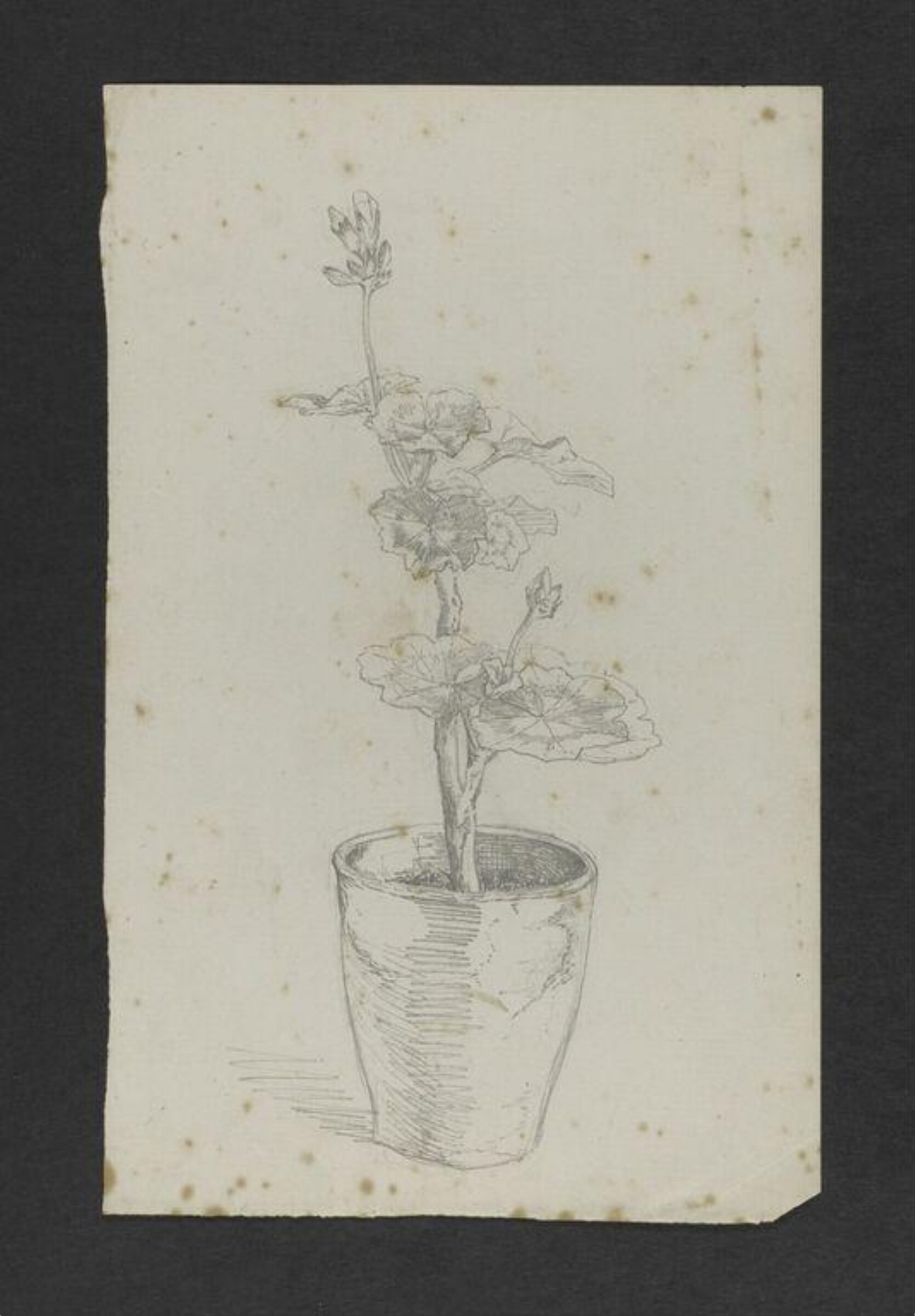 Drawing, Beatrix Potter, August-October 1884