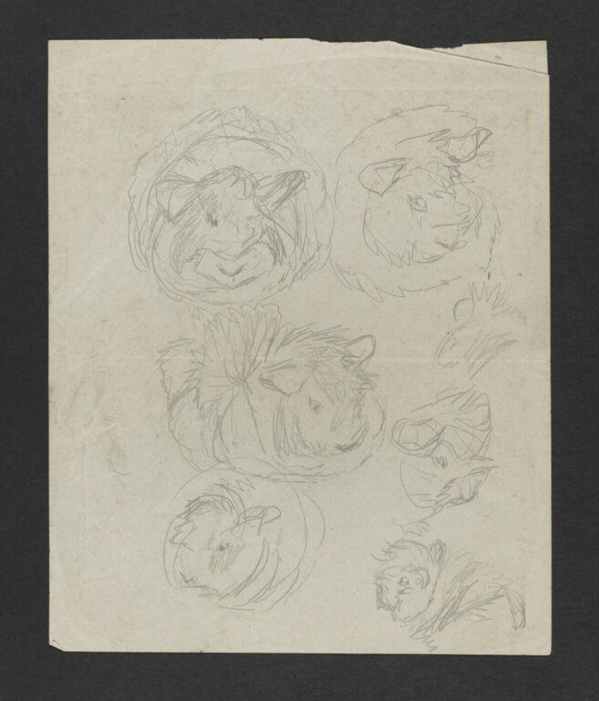 Potter, Beatrix, Drawing