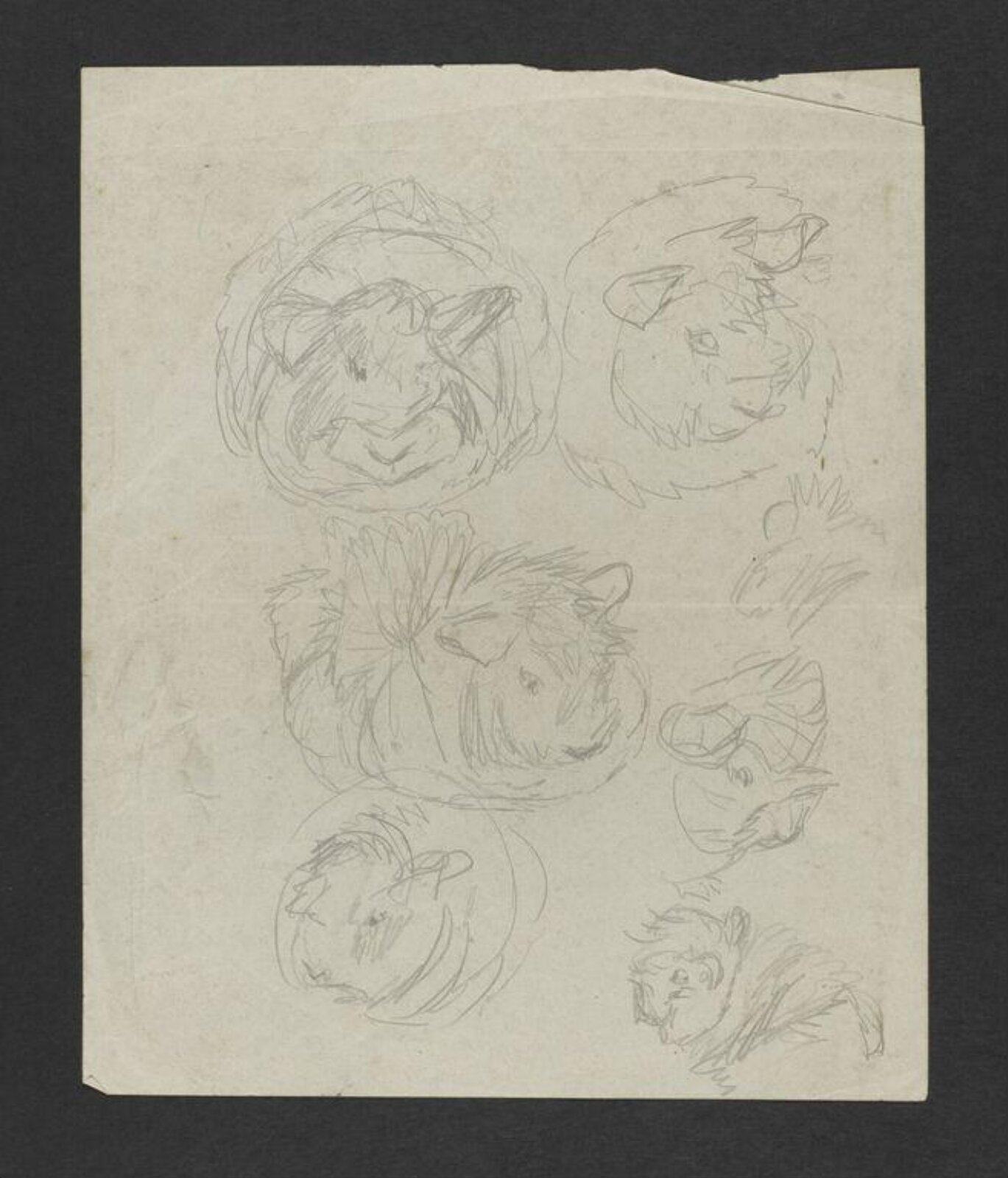 Drawing, Beatrix Potter, late 1880s-early 1890s