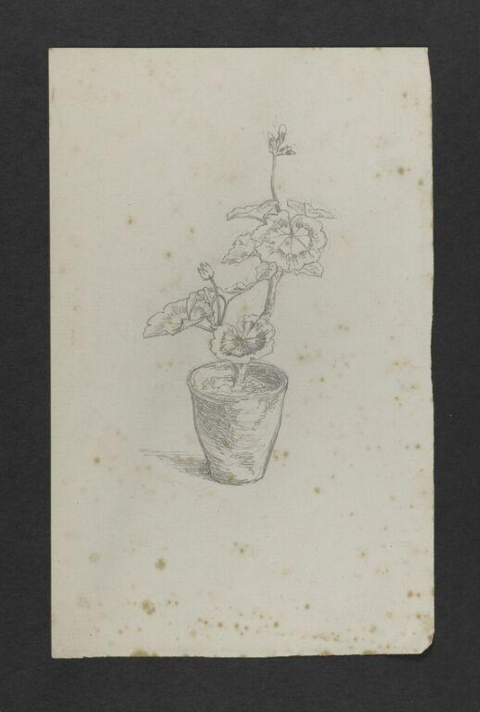 Potter, Beatrix, Drawing