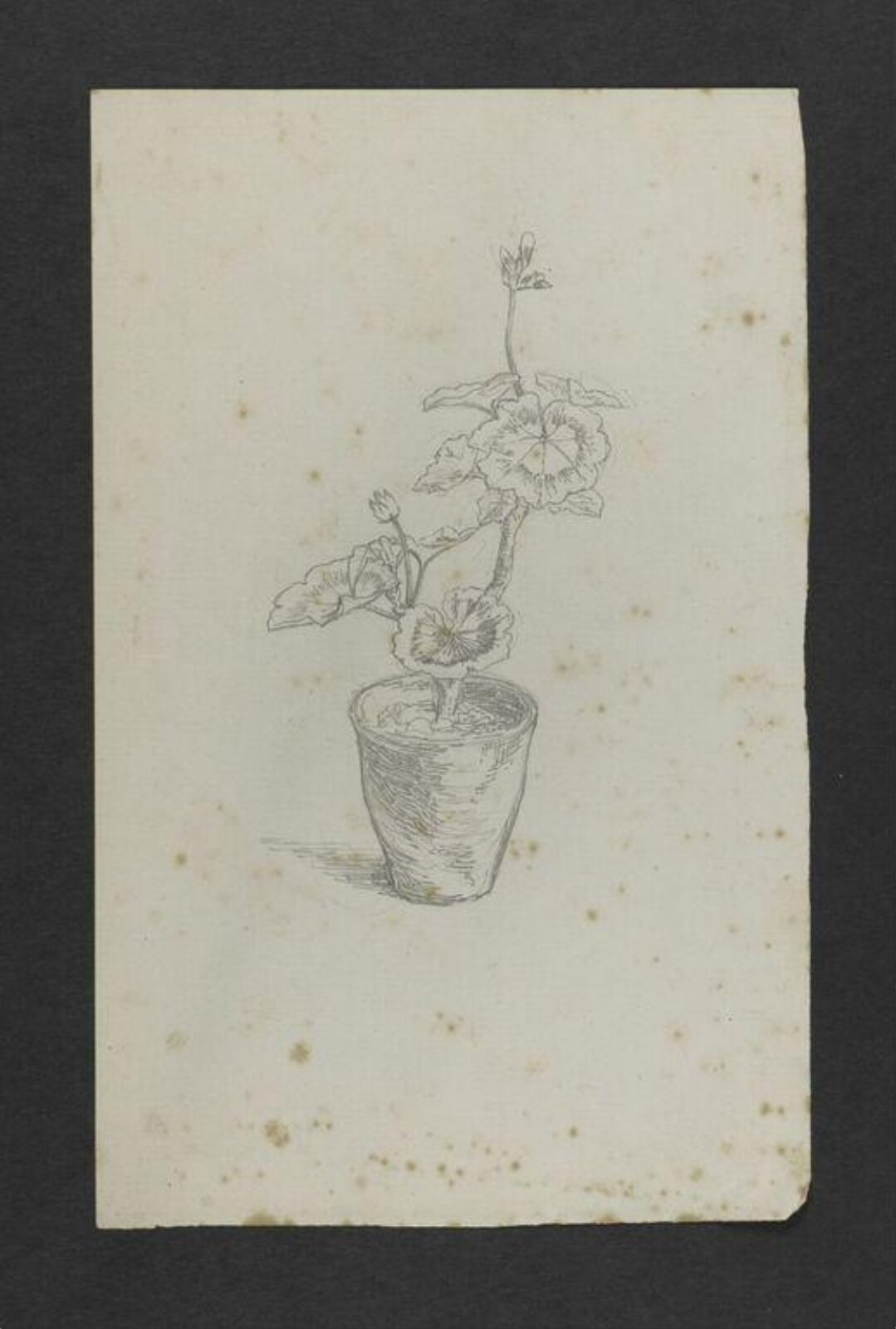 Drawing, Beatrix Potter, August-October 1884