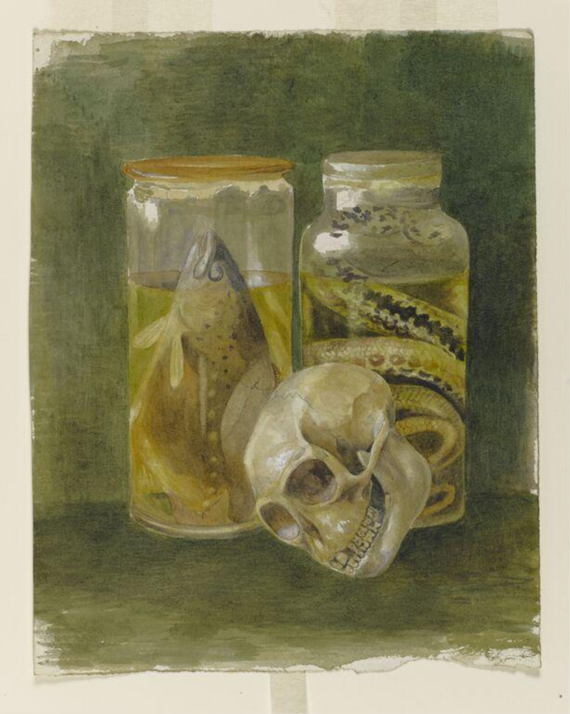 Still life study of a pickled fish and snake with a human skull, Bertram Potter, April 1889