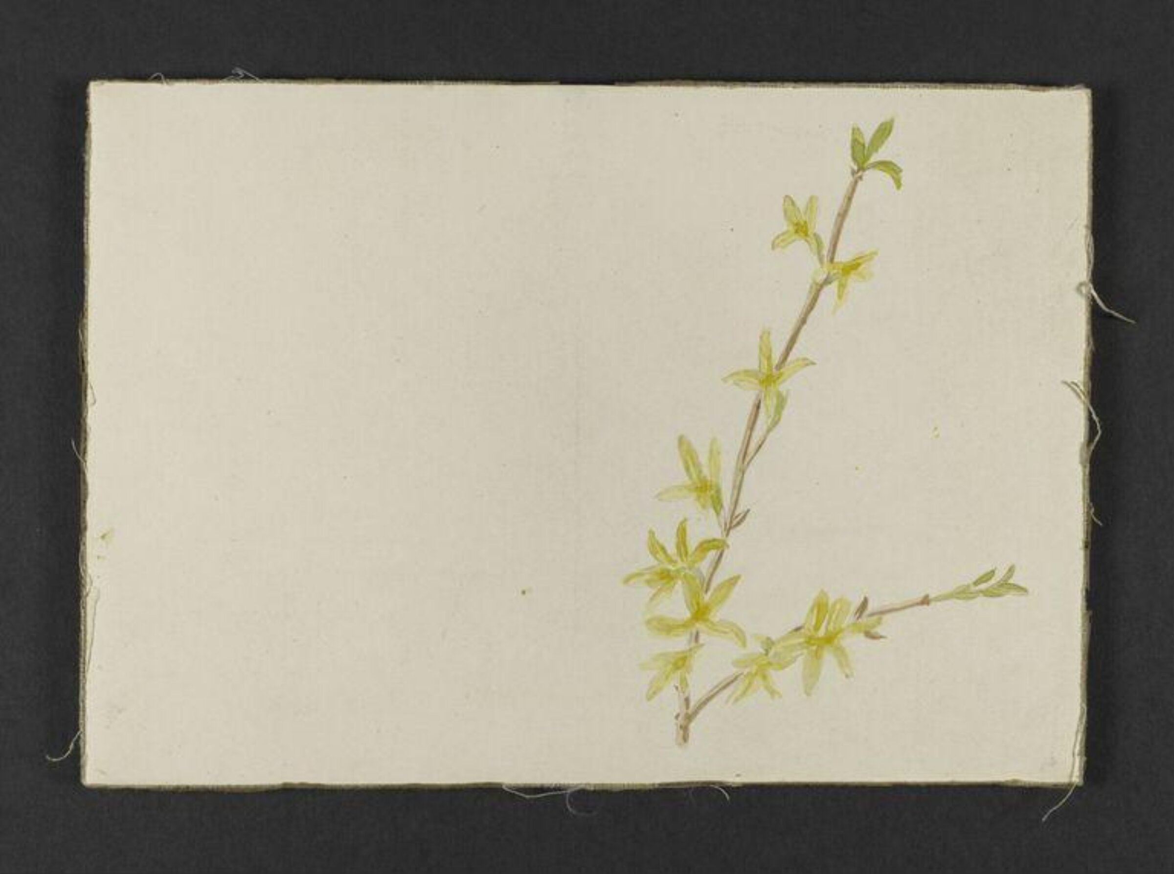 Spray of yellow forsythia, Beatrix Potter, ca.1880