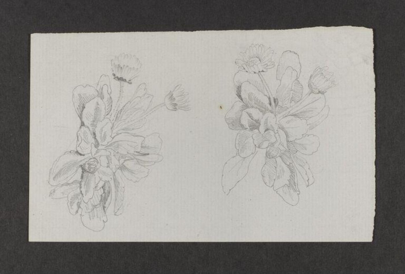 Potter, Beatrix, drawing