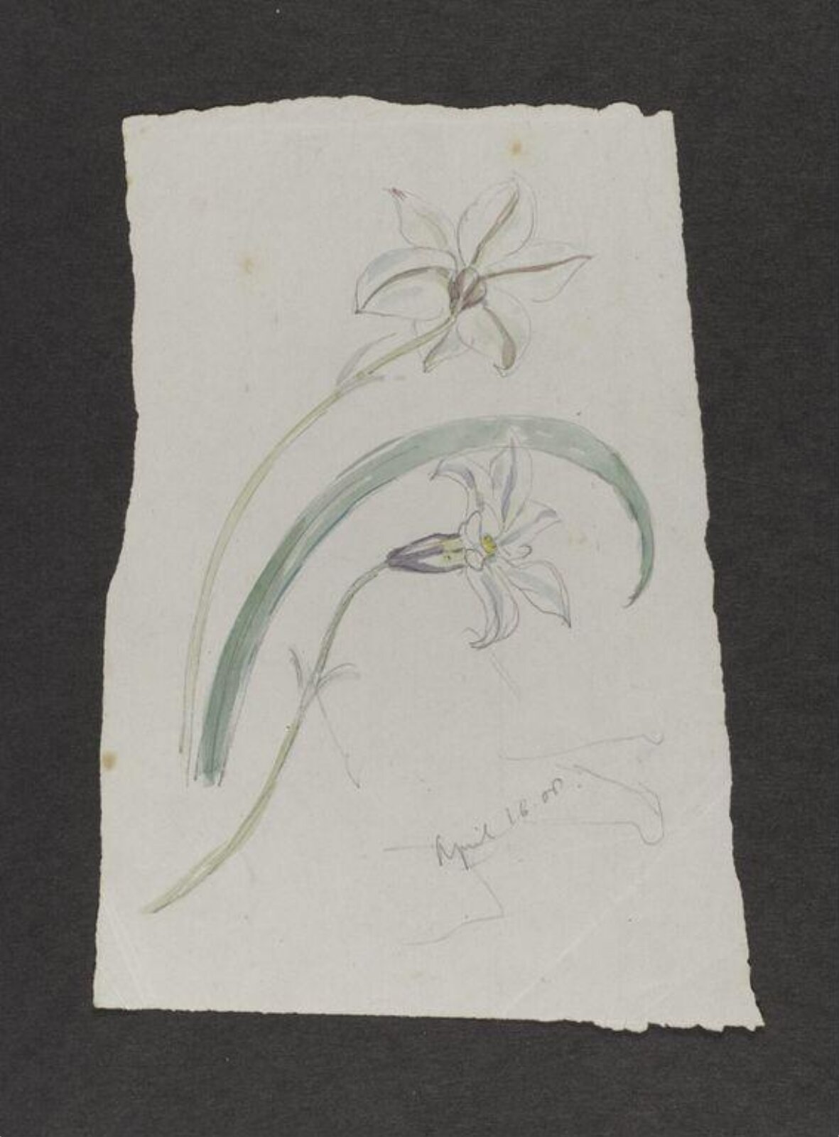Watercolour, Beatrix Potter, 16 April 1908